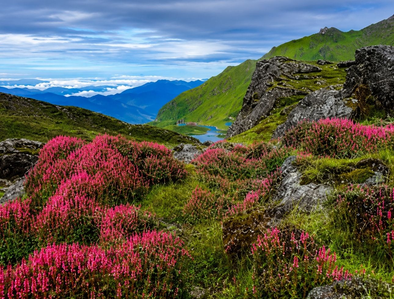 Vibrant pink alpine flowers blooming across a rocky, grassy mountain slope, with lush green hills and a distant alpine lake visible under a cloudy sky in Panchpokhari, Nepal.