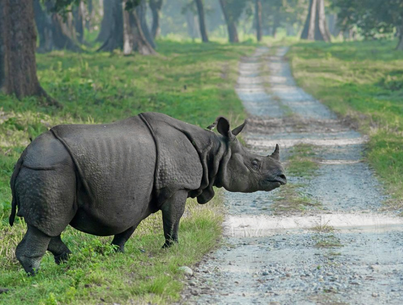 A rhinoceros walking along a dirt path through a forest in the Dooars region.